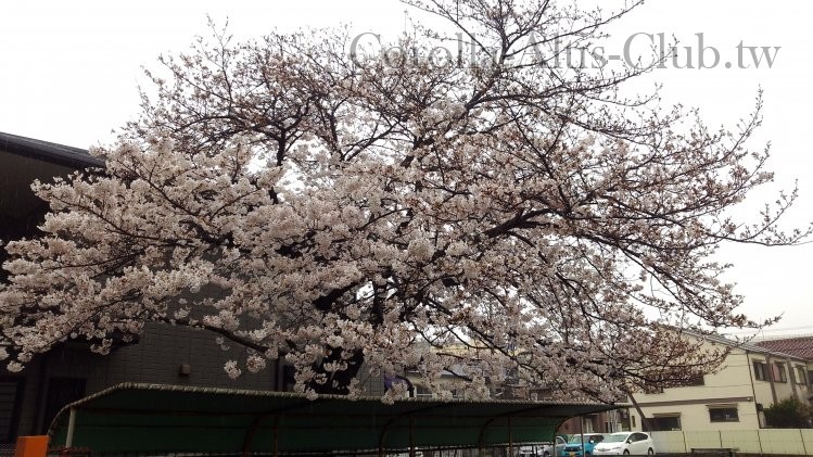 Sakura